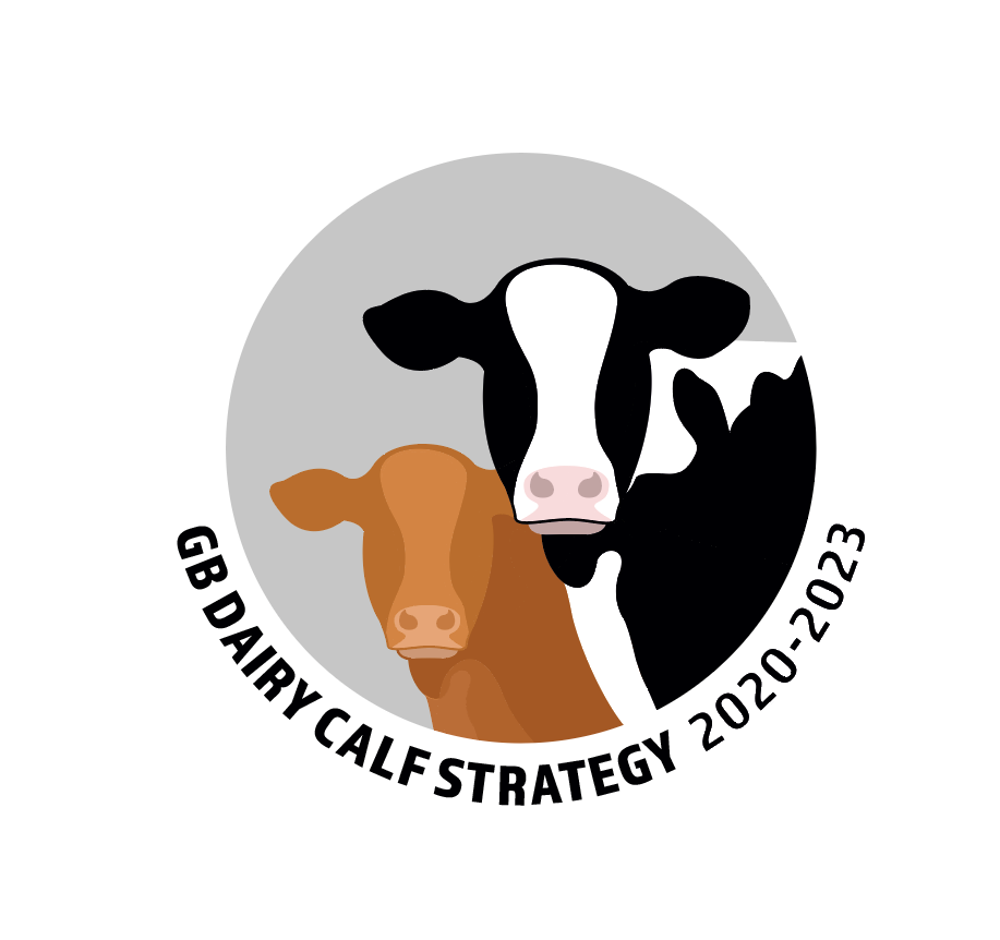 GB calf week logo featuring two calves